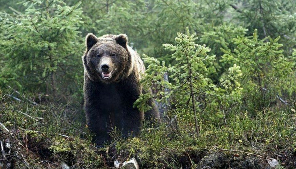 Borgere frarådes nu at opholde sig i bjergområde, efter flere tragiske episoder, hvor bjørne har spist mennesker. Foto: Scanpix.