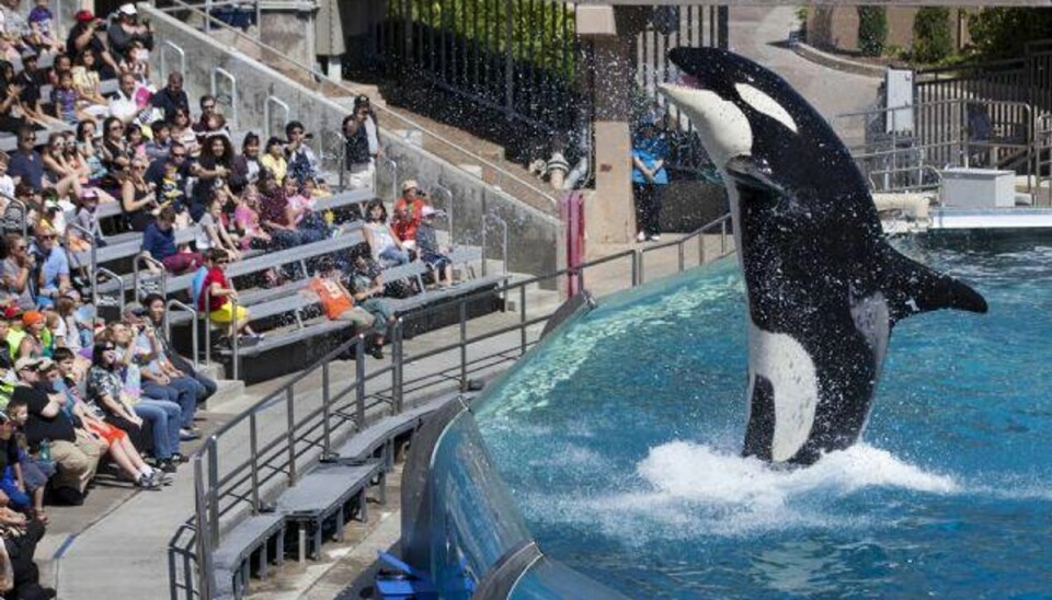 SeaWorld stopper med at avle spækhuggere SeaWorld vil holde op med at avle spækhuggere. Foto: Mike Blake/Reuters