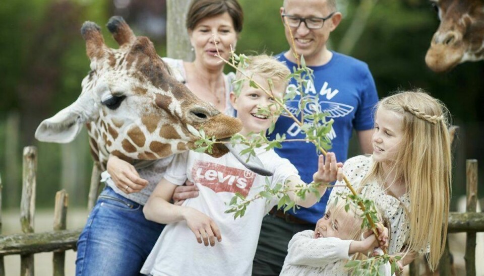 Giraffen her er blevet aflivet i Odenses zoologiske have. foto: Odense Zoo