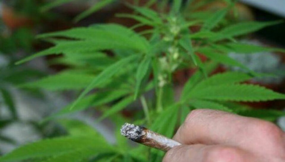 Colorado vedtog i 2012 en lov, der tillod salg af mindre mængder cannabis til alle over 21 år. Foto: Colourbox.dk/Free