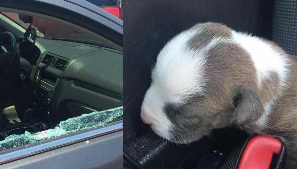 Betjent smadrer ruden og redder hundehvalp
