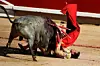 En spansk tyrefægter, Francisco Marco, var i alvorlige problemer under en kamp lørdag i tyrefægterarenaen i Pamplona. Marco slap fra mødet med tyren med livet i behold i modsætning til en kollega, som lørdag blev dræbt i en anden arena. Foto: Eloy Alonso/Reuters
