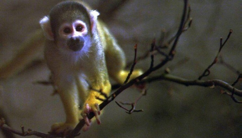 Undslupne aber lokket hjem med melorme De undslupne silkeaber fra Odense Zoo er efterhånden ved at være vendt hjem igen. Arkivfoto: Scanpix/NORDFOTO 1995