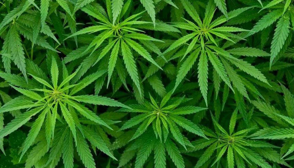 Tre amerikanske betjente har sagt op efter anklager om at have tvunget en teenager til at spise marihuana. Foto: Scanpix