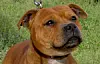 Det var en hund af denne race, Staffordshire Bullterrier, der gik amok i det, man nærmest kan kalde en blodrus. Foto: Wikipedia.