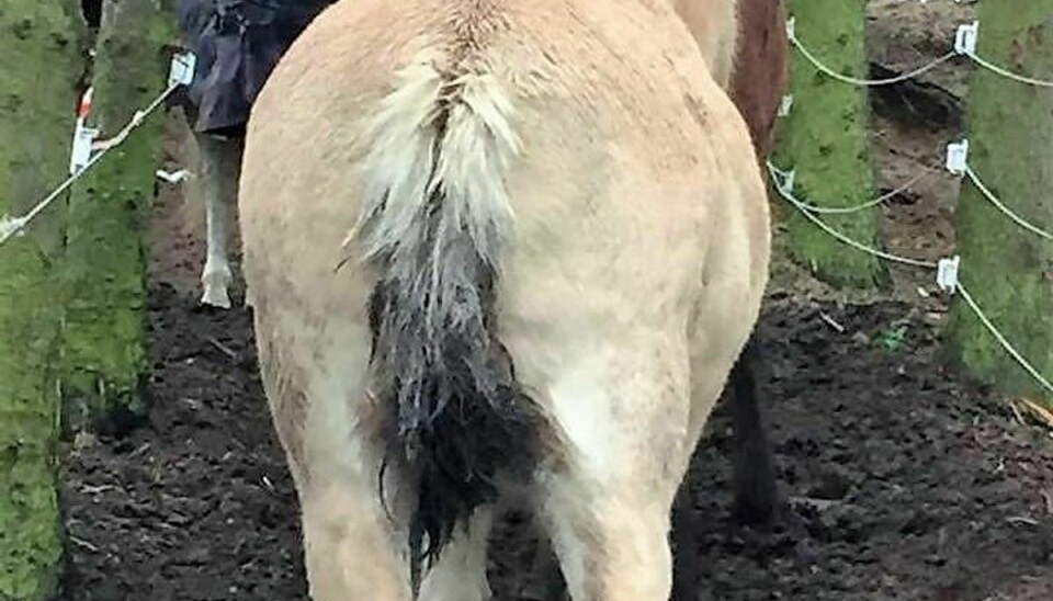 Sådan ser det ud, når en hest har fået klippet sin hale af. Foto: Privat/Christina Sørensen.