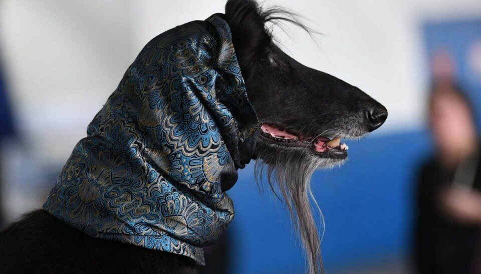 Det er Afghansk mynde, der er kategoriseret som den dummeste hund. Det er Afghansk mynde, der er kategoriseret som den dummeste hund.