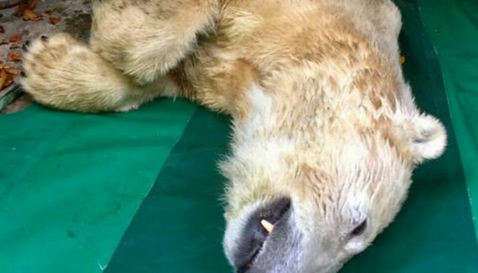 Isbjørnen Isbjørnen Vilma er død efter blot to uger i Aalborg Zoo. Foto: Aalborg Zoo.