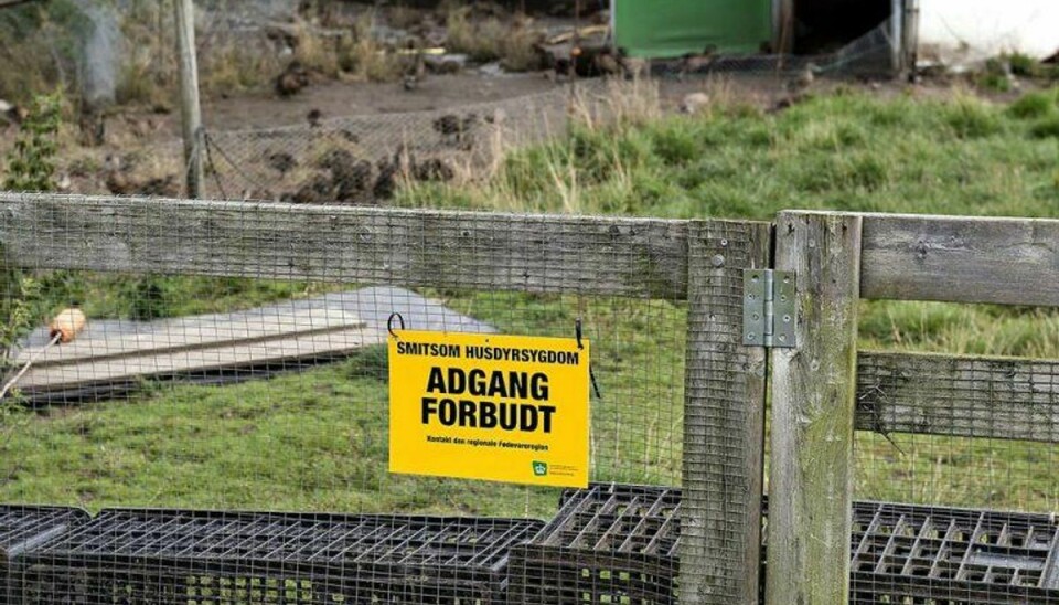 Er en hønsegård først ramt af fugleinfluenza, er det allerede gået helt galt. Foto: Henning Bagger/Scanpix 2016