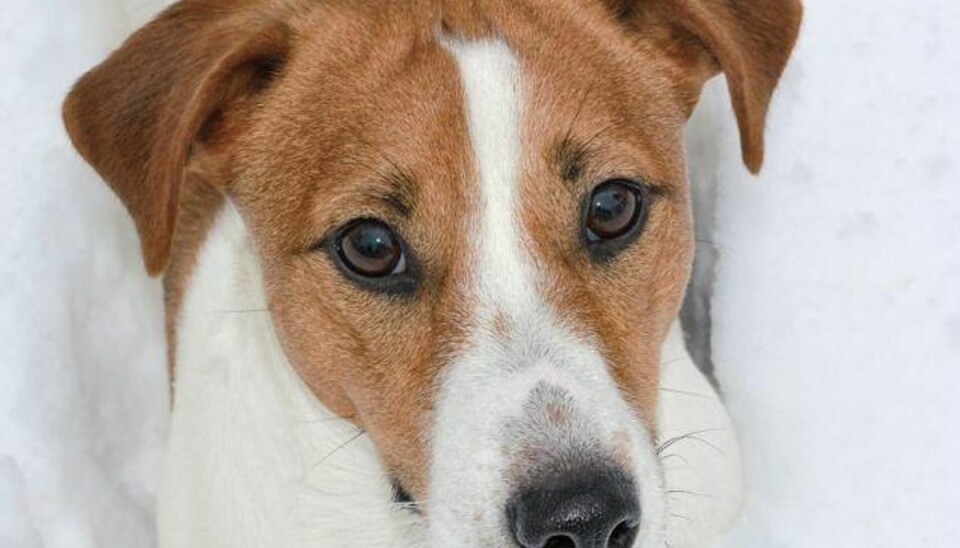 Dyrlæge: Vejsalt giver din hund poteskader I værste fald kan vejsalt forårsage så store skader i hundepoterne, at de skal syes, siger dyrlæge Mogens Brix Koldkjær. Foto: Colourbox/free