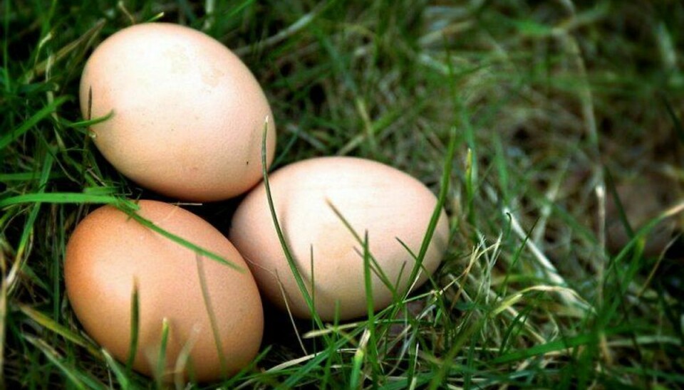 Mellem 300.000 og 400.000 æg skal destrueres på et rugeri ved Bække. Foto: KJERSTI HJELMEN/Scanpix (Arkivfoto)