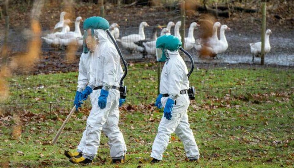 Mandag blev der konstateret fugleinfluenza i en andebesætning i Nordsjælland. Det får nu konsekvenser for dansk eksport. Foto: Bax Lindhardt/Scanpix