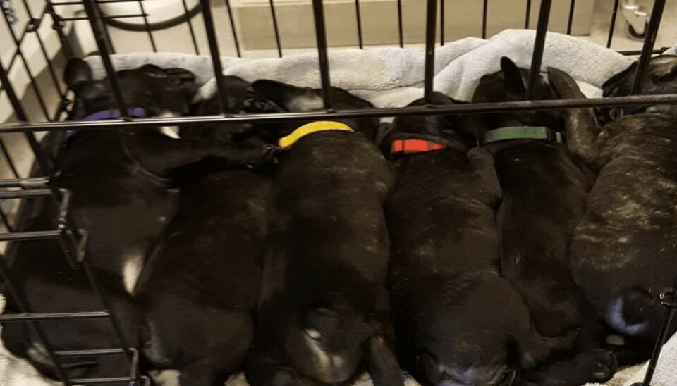 14 hunde aflivet efter frygteligt virusfund: – Det er ubeskriveligt Lena Manhof Bloch fra Fyn måtte få seks hvalpe – og siden deres mor – aflivet, fordi de var smittet med parvovirus. Privatfoto