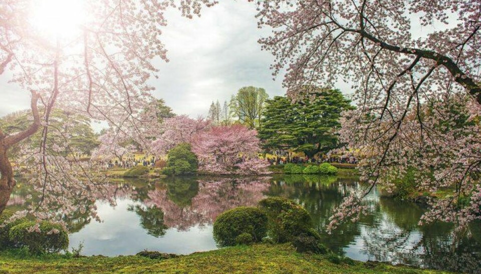 Tusindvis af turister er kommet ind uden at betale i den smukke park Shinjuku Gyoen.Arkivfoto: SCANPIX