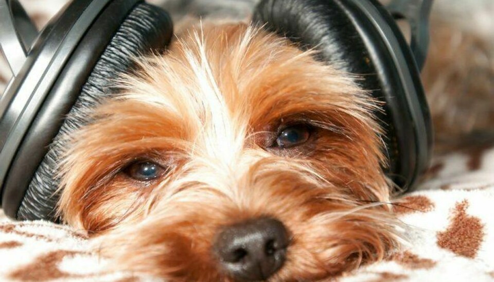 Hørebøfferne er nok ikke nødvendige. Men det viser sig, at alle hunde har forskellig musiksmag – ligesom menneskerArkivfoto: SCANPIX