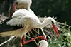 Hele to storke blevet set i Esbjerg, hvor de tog et kortvarigt hvil, inden de fløj videre, skriver storkene.dk. Arkivfoto. Foto: Www.colourbox.com/Free