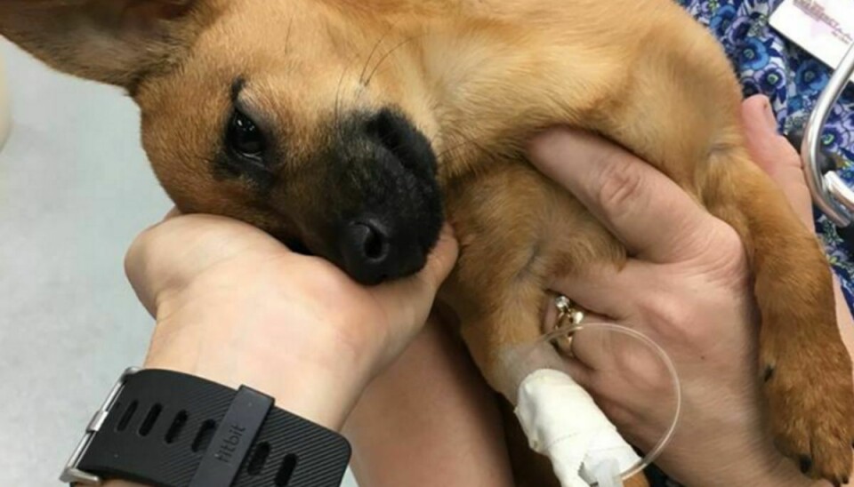 Den lille hundehvalp blev fundet klynkende i bunden af en bil.Foto: Carrollton Texas Police Department