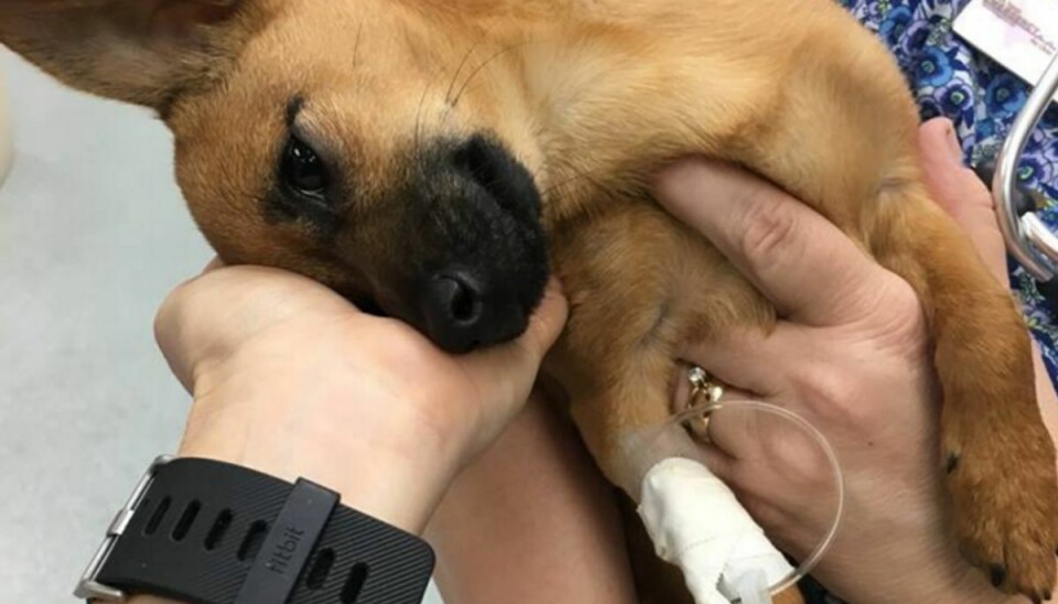 Foto: Carrollton Texas Police Department Den lille hundehvalp blev fundet klynkende i bunden af en bil.Foto: Carrollton Texas Police Department