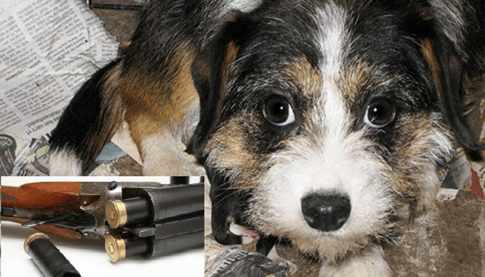 Kvindelig pensionist sigtet for at skyde 16 hunde med pistol og gevær En 69-årig kvindelig pensionist er sigtet for ulovlig våbenbesiddelse og for at have skudt mindst 16 hunde. Foto: Dyrenes Beskyttelse/Colourbox.