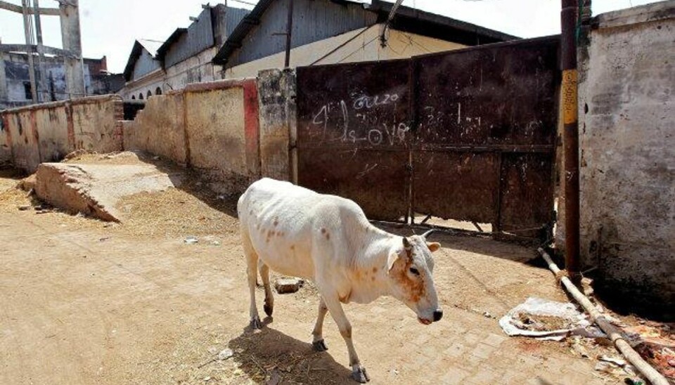 Indisk delstat straffer nu drab på køer med livstidsdom En ko passerer et slagtehus i Allahabad i Indien, hvor en delstat nu har skærpet straffen for at slagte en ko. Det bliver fremover straffet med livsvarigt fængsel i Gujarat. Foto: Jitendra Prakash/Reuters