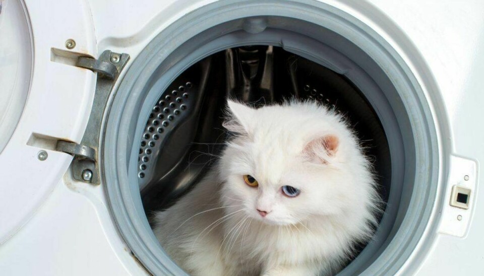 Det giver sig selv at du selvfølgelig ikke må proppe din kat – eller andre kæledyr – i din vaskemaskine. Men kender du de andre ting, du skal holde væk fra vaskemaskinen? Ellers kig med i billederne i dette galleri.