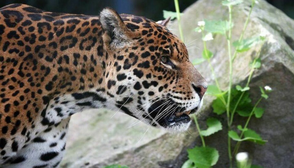 En anmelder var sikker på at have set en jaguar eller en puma i en have i Holstebro. Arkivfoto: GUILLAUME SOUVANT/Scanpix