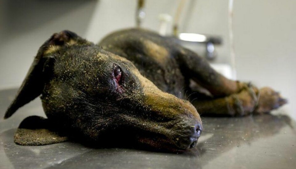 Dyremishandling: Når mennesker ikke behandler dyr som levende væsener Denne gravhund blev i 2008 mishandlet ihjel. Dyremishandling er desværre noget, Dyrenes Beskyttelse nu og da stifter bekendtskab med. Arkivfoto: Scanpix.