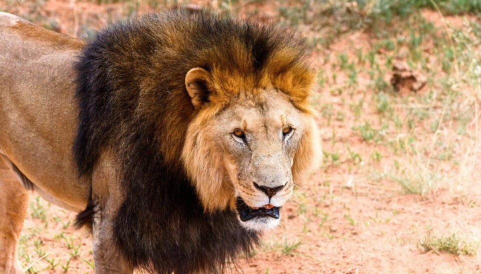 Arkivfoto: SCANPIX Reservatet har aflivet alle sine løver, tigre og bjørne.Arkivfoto: SCANPIX