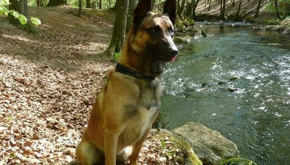 Populær narkohund stjålet to gange: Nu er to mænd anholdt Narkohunden Pablo er nu igen blevet fundet efter at være blevet stjålet to gange på få dage. Foto: Privatfoto / Flyvevåbnet/Free