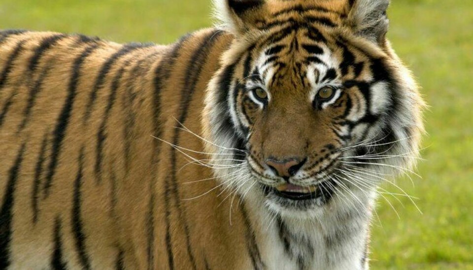Her ses en af Hmaerton Zoo Parks tigre. Arkivfoto: Scanpix