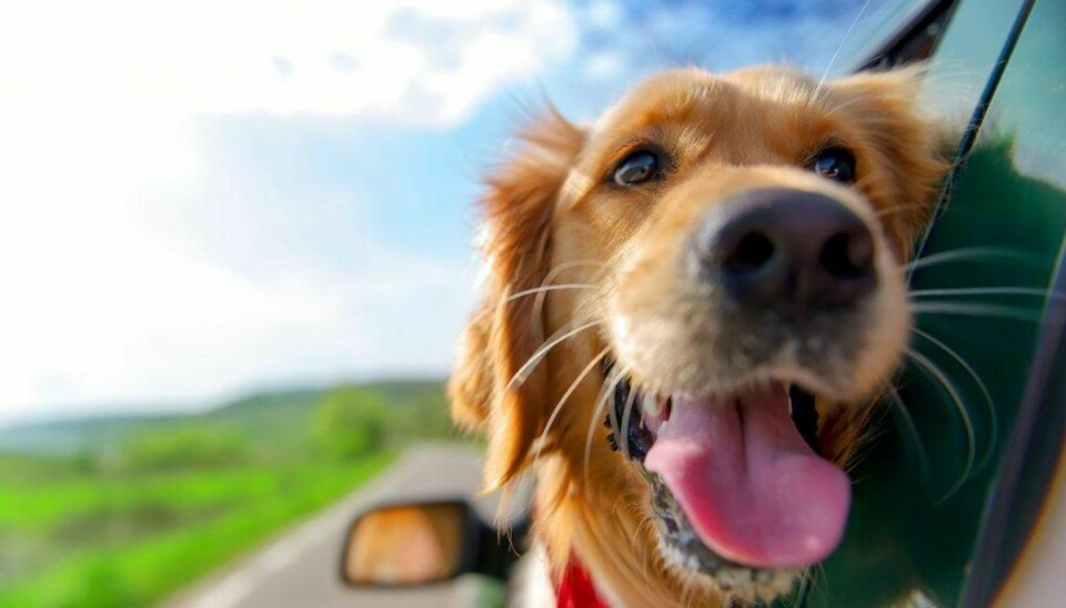 Sådan skal en hund se ud, når den har ventet på dig i bilen; glad og tryg. Hvis du er nødt til at efterlade din hund i bilen, så sæt aircondition på, eller rul vinduerne ned, så der er gennemtræk i bilen. Det er det første råd fra Lokes hundefører, Steen. Foto: Scanpix. GALLERI: FLERE GODE RÅD TIL AT SIKRE DIN HUND ET GODT OPHOLD I BILEN.
