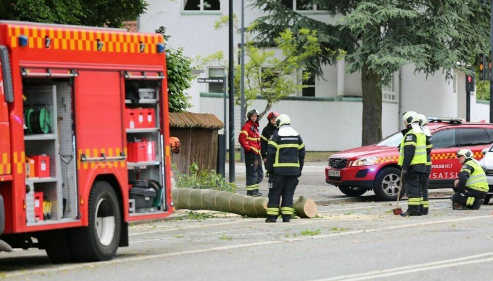 Der måtte solid arbejdskraft til for at få træet fjernet. Foto: Steven Knap/Droto.dk.