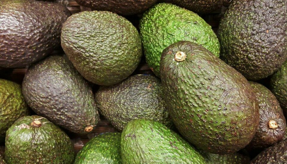 Det er en helvedes masse avocadoer.Arkivfoto: SCANPIX