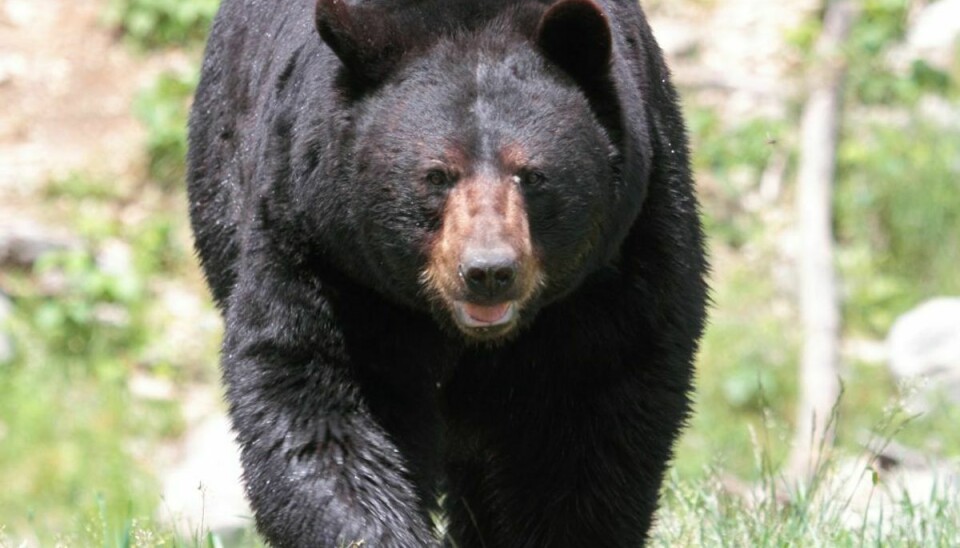 Det var en sort bjørn. der pludselig stod i værelset. Foto: Cephas (Own work) [CC BY-SA 3.0 (http://creativecommons.org/licenses/by-sa/3.0)], via Wikimedia Commons