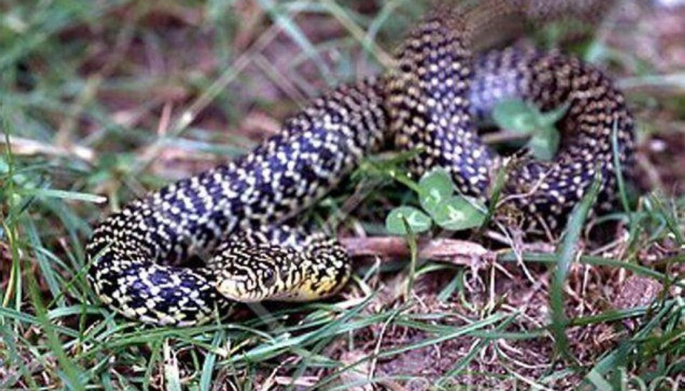To meter lang python-slange blev fundet i have En python-slange tog torsdag flugten fra sin ejer, hvorefter den blev fundet i en have. Arkivfoto. Foto: Colourbox/Free