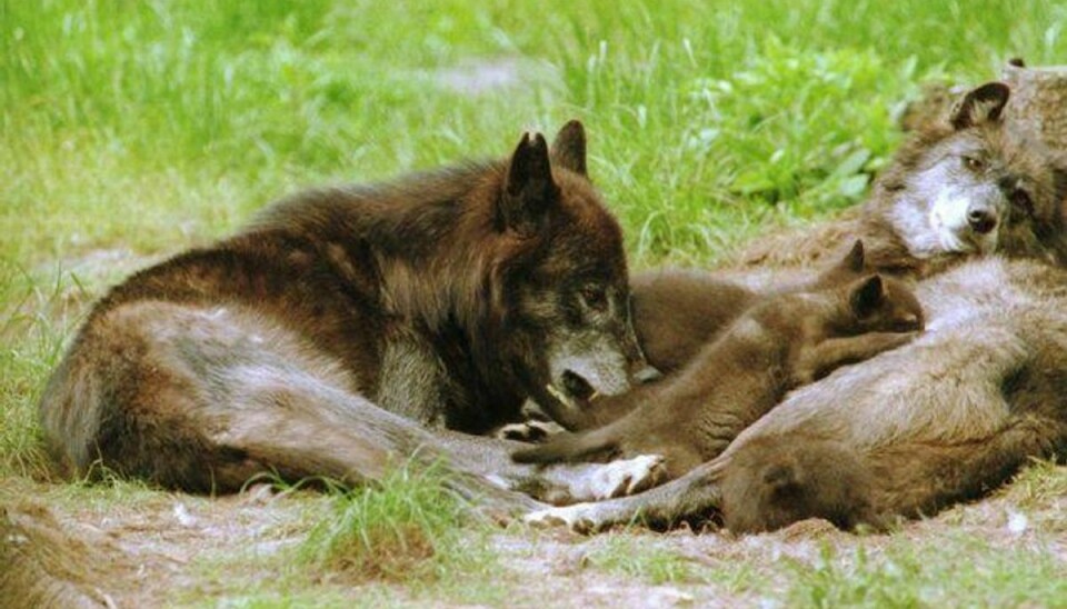 Opdagelsen af en ulvefamilie med otte unger har sat fuld gang i en diskussion af ulve i den danske natur, som også rummer en god del urangst. Foto: Claus Fisker/arkiv/Scanpix