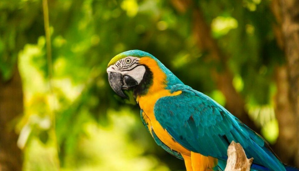 Papegøjen blev ved med at gentage sin ejers desperate bøn for hans liv.Arkivfoto: COLOURBOX