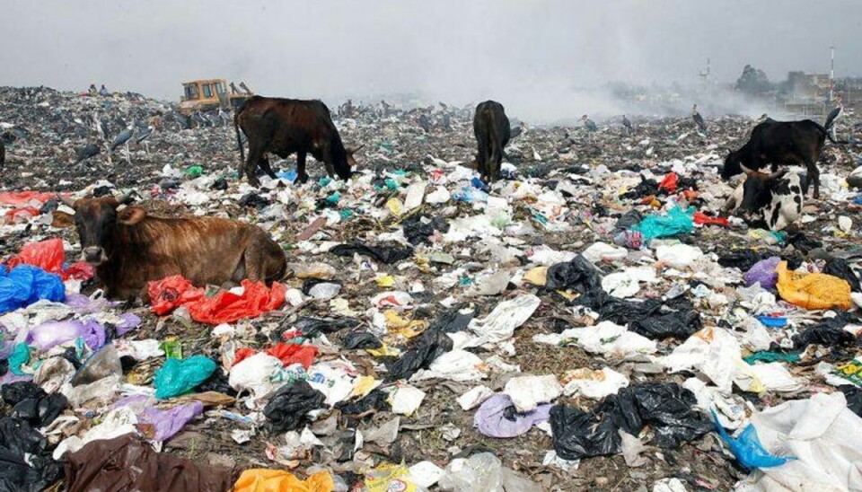 Kenyanske slagterier oplever ofte, at slagtekvæg har plasticstykker i mavesækken. Foto: Thomas Mukoya/Scanpix