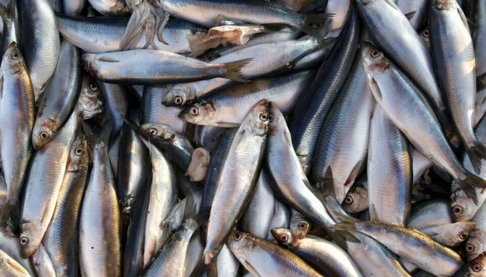 Der har tidligere været polemik om, hvorvidt fisk kunne blive skadet af dumpet sennepsgas. Nu er debatten blusset op igen Arkivfoto: Scanpix.