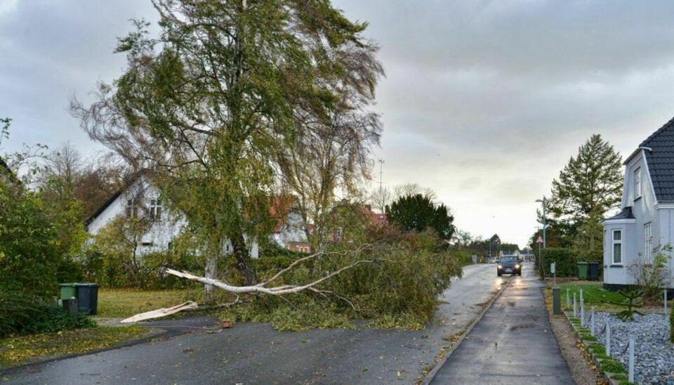Vindstød af stormstyrke medfører at tagsten blæser ned, store grene knækker, træer kan vælte og spærre tog- og vejstrækninger, oplyser DMI. ARKIVFOTO.