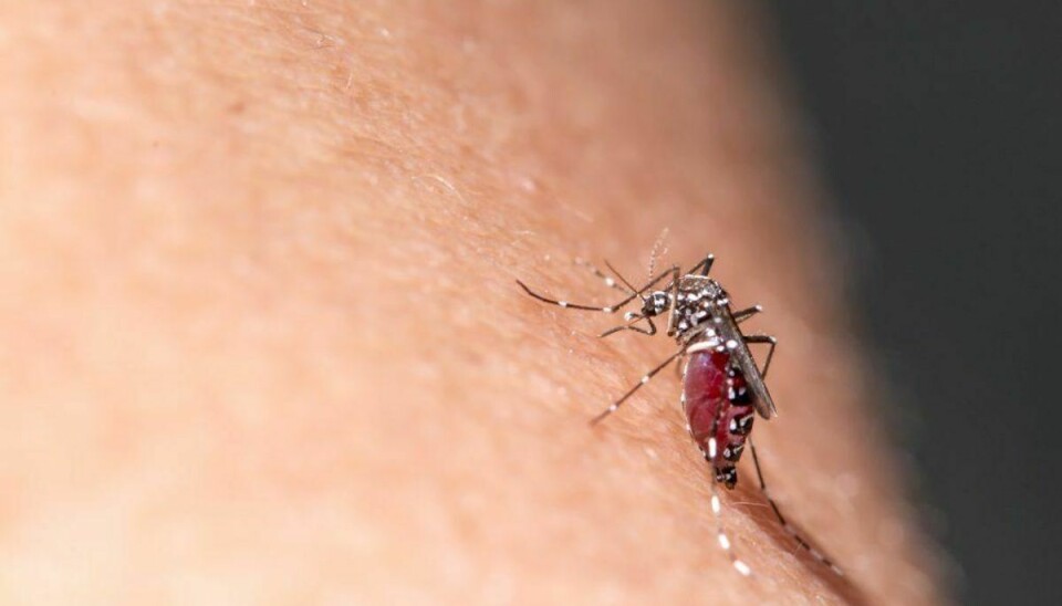 Chikungunyavirus-infektion spredes gennem stik fra tigermyg. Foto: Scanpix