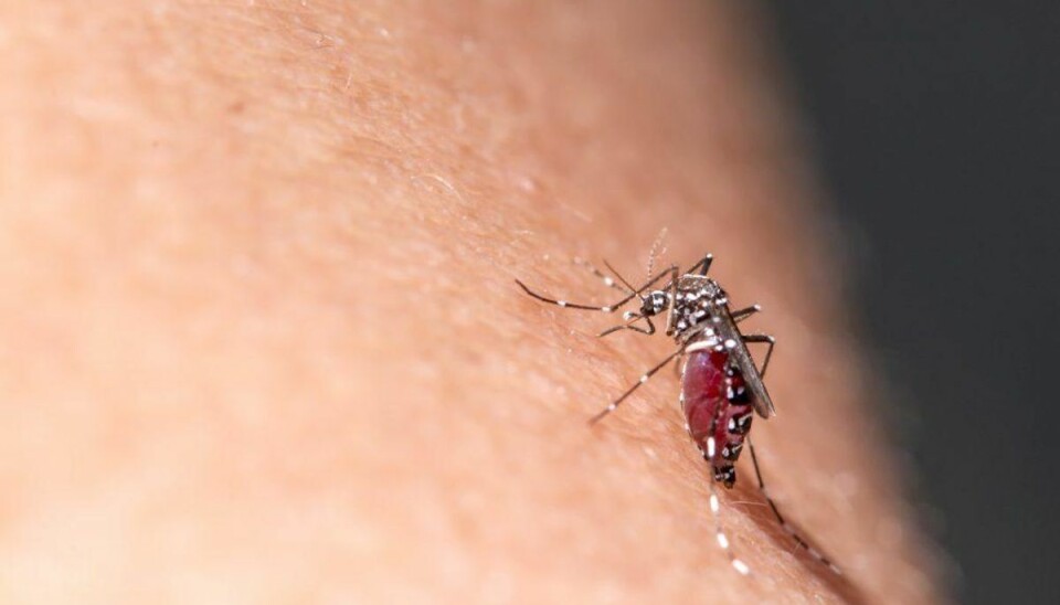 Sjælden myggesygdom spreder sig i Europa Chikungunyavirus-infektion spredes gennem stik fra tigermyg. Foto: Scanpix