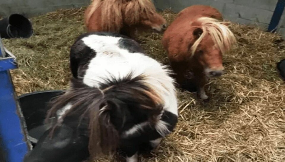 Sådan ser de tre ponyer ud. Kender du – eller er du – ejeren? KLIK for flere hestebilleder. Foto: Syd- og Sønderjyllands Politi.