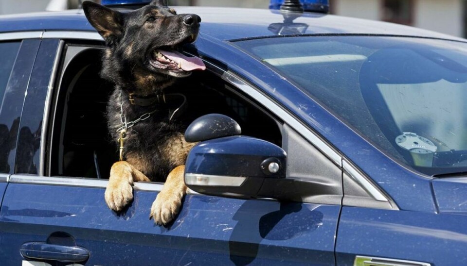 Mand forsøgte – forgæves – at løbe fra politihund: Det var der en god grund til En politihund måtte vise en mistænkt, hvem der bestemte tirsdag. Det klarede den fint. Arkivfoto.