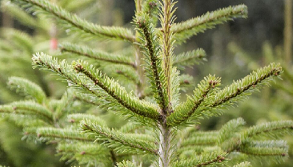 Et juletræ på Kirketorvet i Aars bliver nu, på grund af sit udseende, omtalt i flere medier. Også uden for Danmark. Foto: Colourbox. Et juletræ på Kirketorvet i Aars bliver nu, på grund af sit udseende, omtalt i flere medier. Også uden for Danmark. Foto: Colourbox.