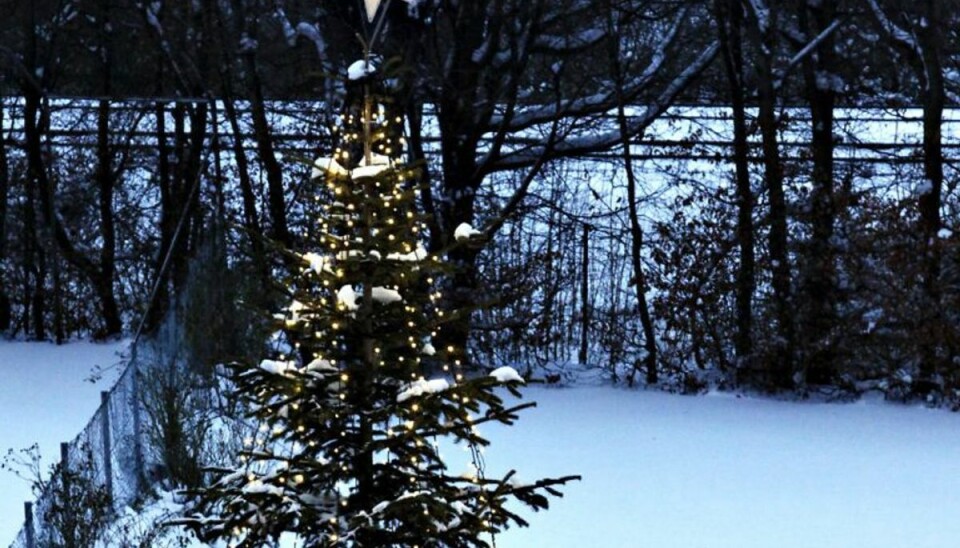 Bliver det hvid jul i år? Så stor er chancen lige nu Bliver det hvid jul i 2017? Vi forsøger at svare på det. Foto: Scanpix