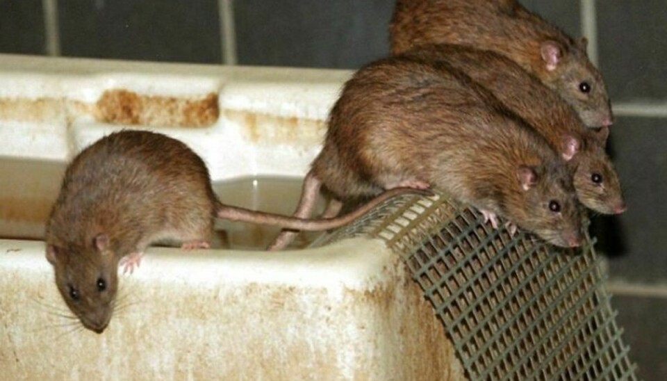 Helsingør har været hårdt plaget af rotter i begyndelsen af året sammenlignet med sidste år. Foto: Scanpix