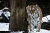Zoologisk Haves nye russiske hantiger har dræbt den ene af havens to huntigre i et slagsmål. Foto: Liselotte Sabroe/arkiv/Scanpix