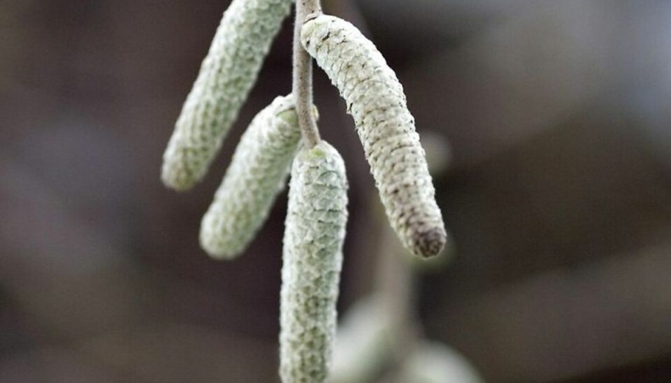 Irriterende fænomen er igen klar til at genere danskere Nu kommer planterne i forårshumør. Her ses almindelig hassel med pollen. Foto: Henning Bagger/Scanpix (Arkivfoto)