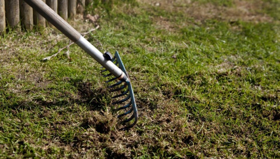 Guide: Sådan får du en flot grøn græsplæne
